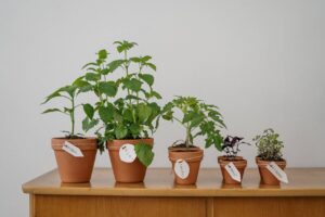 how to start seeds indoors FI