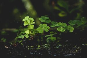 how to get rid of clover